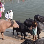 Tikmēr Gangas krastos govis nāk ne tikai pēc ēdiena, bet arī uz skaistumkopšanas procedūrām. Puspliks vīrelis kārtīgi saeļļo ragus katrai govij, kas to vēlas. Un gribētāju ir tiešām daudz, stājas rindās, godīgi gaida, kad pienāks kārta, un pēc tam iet lielīties pie nesaeļļoto ragu govīm. Es tiešām nezinu, kāpēc kaut kas tāds tur notiek, pieņemu, ka kāds rituāls, bet varbūt kāds man var paskaidrot precīzāk. Pēc īsas gūglēšanas sesijas neko prātīgu nenoskaidroju.