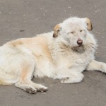 Pa dienu, kad temperatūra paceļas līdz 15-20 grādiem, visi pilsētas sunīši gozējas galvenā pilsētas laukuma saulītē! Re, kāds apmierināts ģīmis!