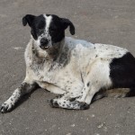 Reku vēl viens atpūtnieks!