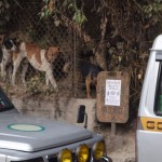 Paskaties uz šitiem suņiem, hahahaha! Visi iet rindiņā pa šķirbu starp žogu un klinti, droši vien jau zina, ka žoga galā būs caurums, bet tikko pirmais suns negaidīti apstājas, visi pārējie saskrien viņam dupsī un tā arī iesprūst. Atpakaļ paiet nevar, jo pārāk šaurs un visi saspiedušies kopā, uz priekšu arī nevar, jo pirmais kaut ko ošņājas. Nepaspēju nobildēt labāko mirkli (kopā viņi bija četri, kamēr izvilku kameru, pusotrs suns jau izlēcis pa caurumu žogā), bet ideja apmēram saprotama, ja?
