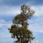 Mmmm, cik skaists koks!