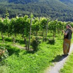 Mierīgi drīkstējām ne tikai nogaršot vīnus, bet arī pastaigāties pa dārzu un mieloties vīnogām!