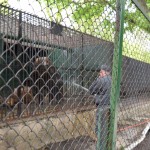 Bez kamieļiem un tīģeriem redzējām arī lāci, kurš dušojas.