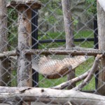 Lūsi, kurš čillo šūpuļtīklā.