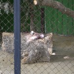 Mirušas peles, kuras neviens negrib ēst.