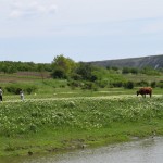 Stulbie pilsētnieki, to vien dara, kā bildē mājlopus. Tā kā govi nebūtu redzējuši!
