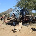 Nedēļu iesākam ar viesošanos pie Katiņas. Tas attēlā redzamais ērms gan nav Katiņa, tas ir kamielis, kurš ir ne tikai numurēts, bet arī izdaiļots ar astes ūsām! Droši vien tas patiesībā domāts kaut kas cits, bet man ļoti izskatās pēc skaistām, uzrullētām ūsām, tikai uz dupša. Katiņas dzīvesvietu atrast nav viegli, maldāmies pa kaut kādām sīkām ieliņām, un visur tie kamieļi! Puškara vispār ir kamieļu pilsēta, te reizi gadā (oktobrī-novembrī) notiek piecu dienu ilgs kamieļu tirgus, kurš, kā runā, esot viens no lielākajiem kamieļu tirgiem pasaulē. Cik diez kopā vispār tādu ir?