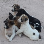 Tā, forts nu apskatīts (mācos no lasītāju atsauksmēm, un pārāk daudz neuzbāžos ar vēsturiskiem faktiem, gada skaitļiem un valdnieku vārdiem, hehe), tāpēc reku suncīšu kaudze, ko atradām turpat pie izejas. Ne visiem patīk vēsture un skaitļi, bet mazi suncīši, tos nesmādē neviens!