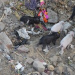 Mazie sivēntiņi!!! Mamma jau laicīgi māca saviem cūķīšiem, kur jāmeklē pārtika - atkritumos!