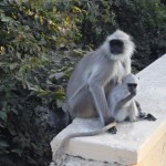 Te zilonis, tur pelēkais langurs (es pavadīju kādas labas 10 minūtes, meklējot gūglē, kā tieši sauc šo mērkaķīti), vienkārši staigāt pa ielām ir gandrīz tāpat kā pa zooloģisko dārzu!