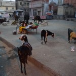 Džaipūras vecpilsēta tātad. Protams, kā jau visām normālām vecpilsētām pienākas, uzreiz atradām kazas jaciņās, veselu baru!