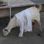 Šī kaza gan laikam iepērkas humpīšos. Turklāt cilvēku humpīšos! Jaciņa galīgi nav pēc mēra!