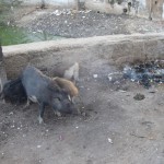 Turpat netālu cūku māte ar jau pieaugušākiem sivēniem apmāca savus pēcnācējus nākamajā pusdienošanas līmenī - ēšanu no degošas(!) atkritumu kaudzes!