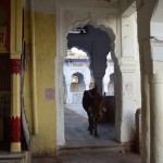 Kopā ar mums pie svētā ezera ieradusies arī šāda kundzīte. Tā viņas mēdz darīt - nostājas durvīs/vārtos un stāv. Nu nekas, kur tad mums jāsteidzas, varam arī pagaidīt. "Svētās" govis jau tik ļoti pieradušas, ka mēdz terorizēt vietējos tirgotājus un ēdinātājus - nostājas veikala vai restorāna durvīs, tādējādi nobloķējot ceļu potenciālajiem klientiem, un neiet prom, kamēr netiek ar kaut ko pabarotas.