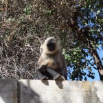 Ejam tālāk, bet Katiņas vietā atkal atrodam kaut ko citu, šoreiz mērkaķīti. Sēž, lūk, tādi uz mūra un lūr uz mums. Nu, ja - Katiņa teica, ka jānogriežas pirmajā ielā pa labi, bet mēs jau esam pamanījušies teju iziet no pilsētas. Izrādās, mūsu izpratne par to, kas ir "iela" diezgan kardināli atšķiras. Tā, redz, ir, ja dzīvo Indijā jau piecus gadus.