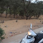 Braucam vienkārši virzienā prom no pilsētas, meklēsim vietu, kur sagaidīt saulrietu. Bet, re, kas pa ceļam! Kaudzēm mērkaķīšu. Neesmu drošs, bet man liekas, ka tie ir kapucīni.