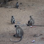 Mērkaķīši, kas sēž atkritumu dārzā. Jā, pat ārpus pilsētām visa lielceļa mala ir piegružota. Lai cik tālu būtu civilizācija, vienalga pamanījušies visu samēslot.