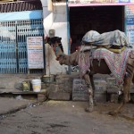 Kāds noparkojis savu transportlīdzekli. Stāvvietu policisti var mierīgi pārbaudīt, cik ilgi šis jau te stāv - saskaita zemē mētājošos kakšus, un viss skaidrs! Es gan neesmu drošs, ka par kamieļu novietošanu jāmaksā.
