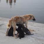 Pavisam ezera malā apslimusi sunenīte baro savus bērniņus. Liela daļa Indijas suņu izskatās apmēram šādi vai kā citādi galīgi slimīgi. Šis arī liek domāt, ka ezera ūdens varētu nebūt tāds pārāk veselīgs.