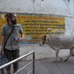 Kamēr es vazājos pa tempļiem un telefonā cenšos sataisīt skaistas bildītes saviem instagramiem, man pa kluso no muguras pielavās govs. Nobiedē, pasaka mū un dodas tālāk. Kas par visatļautību!