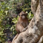 Šeit vienkārši smuks mērkaķis, kas mazliet mēdās.