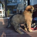 Re, kas dzīvo mūsu ķīniešu hostelī! Mazs ķīniešu sunītis. Tik mīļš!