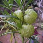 Zaļie bumbuļi ar daudzām asām adatiņām un tukšu vidu. Tāds arī auga zinātniskais nosaukums.
