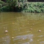 Paskat, kas vēl peldas ūdenī bez mums un ziloņiem! Kakši! Hahahah!