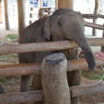 Paskaties, cik mazais ķipars mīļš! Tāds dumjš skatiens!