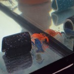 Zilie un oranžie vēži. Neprasi, es nezinu.